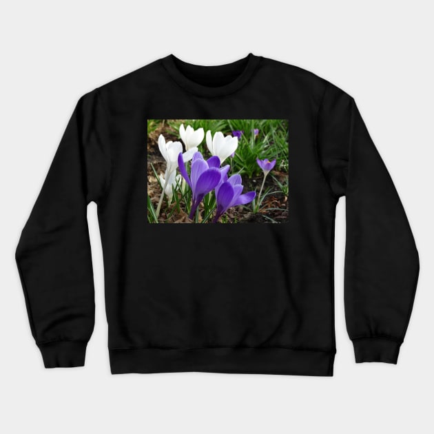 Spring Crocus - white and purple Crewneck Sweatshirt by AH64D